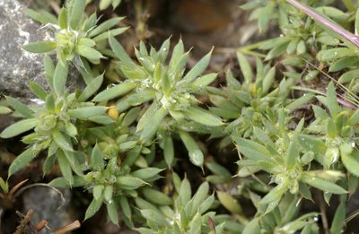 Cerdia virescens, photographed by Carlos Martorell
