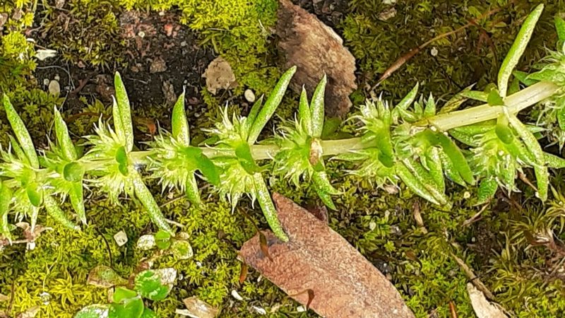 Crassula campestris, photographed by Leslie W. Powrie CT ZA