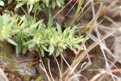 Cerdia virescens, photographed by Carlos Martorell