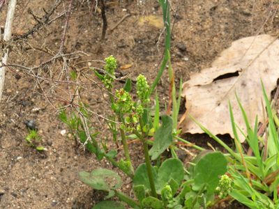 Rumex cordatus, photographed by Jeremy Gilmore