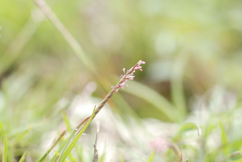 Microchloa kunthii, photographed by Carlos Martorell