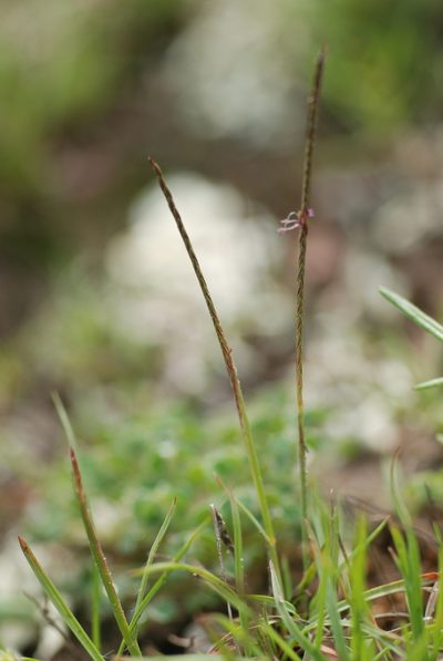 Microchloa kunthii, photographed by Carlos Martorell