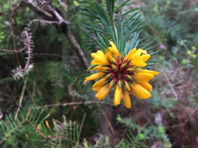 Pultenaea stipularis, photographed by Thomas Mesaglio