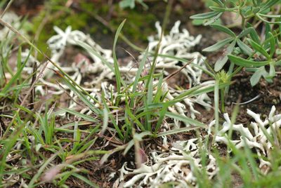 Microchloa kunthii, photographed by Carlos Martorell