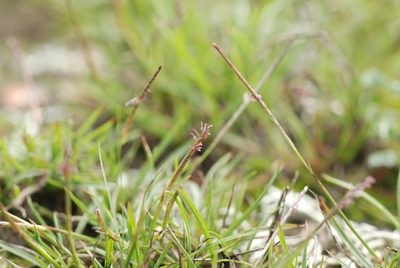 Microchloa kunthii, photographed by Carlos Martorell
