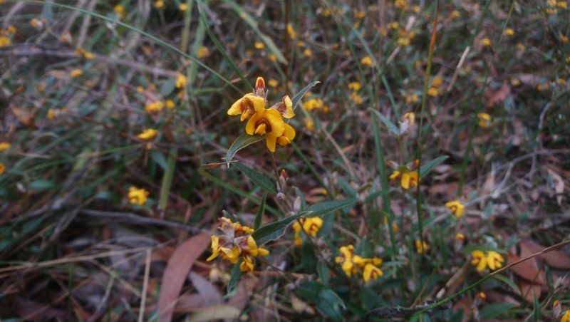 Mirbelia platylobioides, photographed by Jeff Harbrow