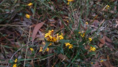 Mirbelia platylobioides, photographed by Jeff Harbrow