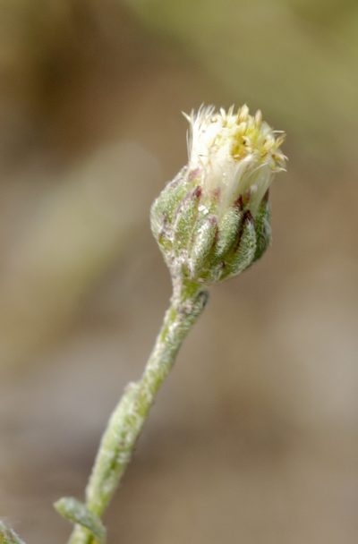Laennecia filaginoides, photographed by Carlos Martorell