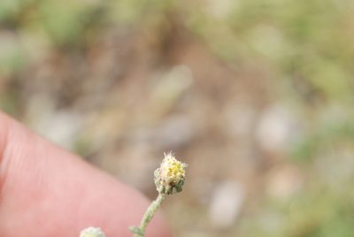 Laennecia filaginoides, photographed by Carlos Martorell