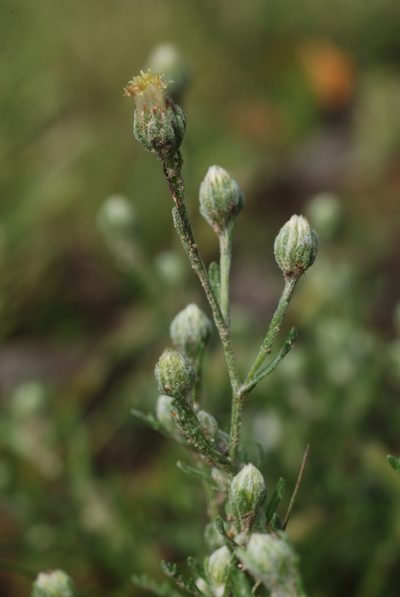 Laennecia filaginoides, photographed by Carlos Martorell