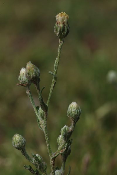 Laennecia filaginoides, photographed by Carlos Martorell