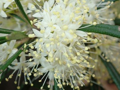 Leionema dentatum, photographed by Thomas Mesaglio