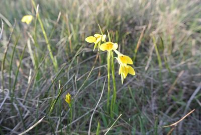 Diuris chryseopsis, photographed by Nina Kerr