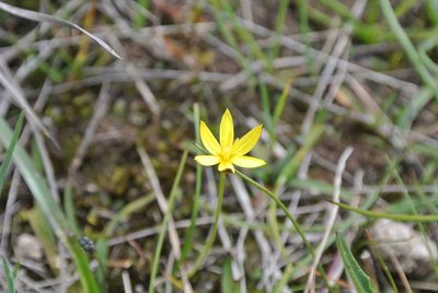 Pauridia vaginata, photographed by Nina Kerr