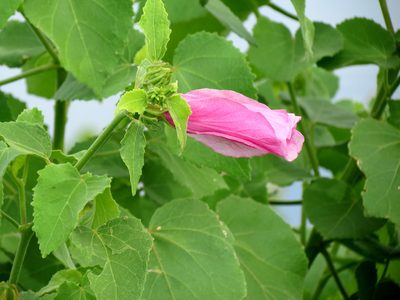 Sabdariffa furcellata, photographed by Katja Schulz