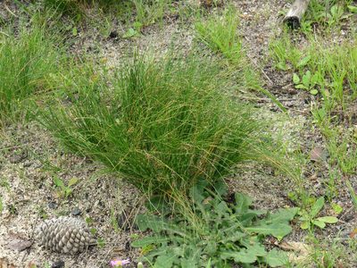 Ficinia secunda, photographed by Jeremy Gilmore