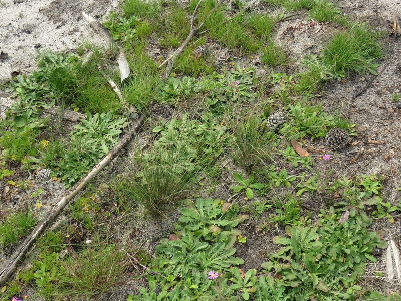 Ficinia gracilis, photographed by Jeremy Gilmore