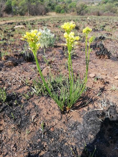 Bulbine capitata, photographed by Andrew Hankey