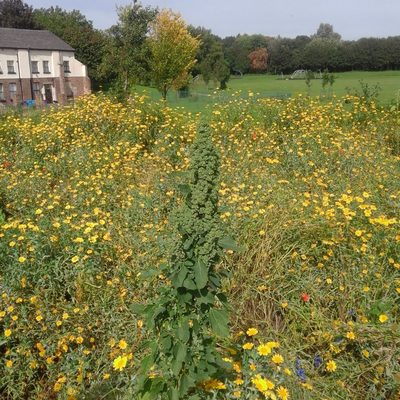 Chenopodium quinoa, photographed by duffyr