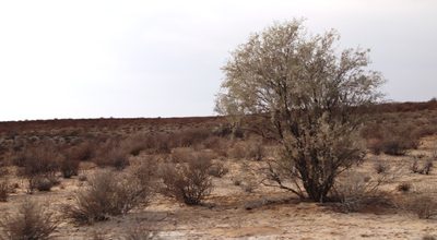 Vachellia haematoxylon, photographed by Tony Rebelo