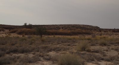 Vachellia hebeclada, photographed by Tony Rebelo