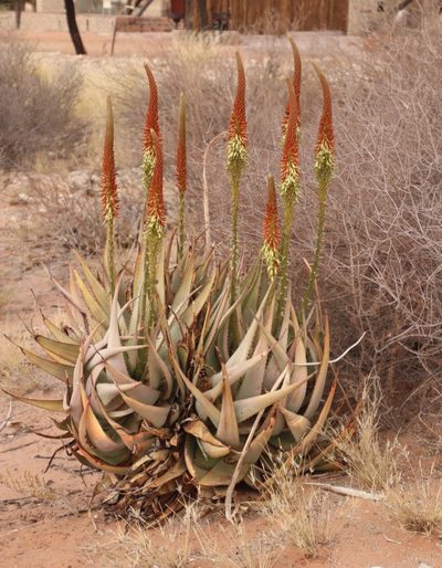Aloe gariepensis, photographed by Tony Rebelo