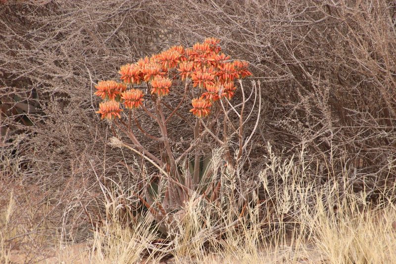 Aloe hereroensis, photographed by Tony Rebelo