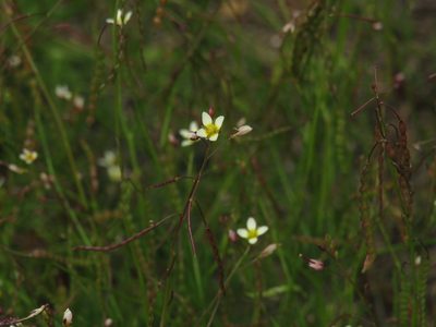Heliophila pendula, photographed by Jeremy Gilmore
