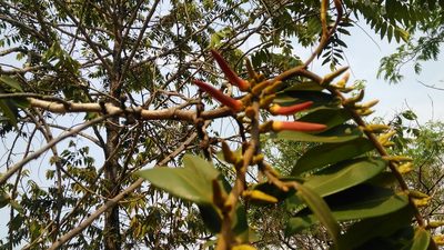 Xylopia aromatica, photographed by Márcia Martins