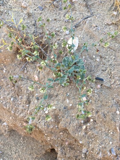 Eriogonum viridescens, photographed by Matt Berger