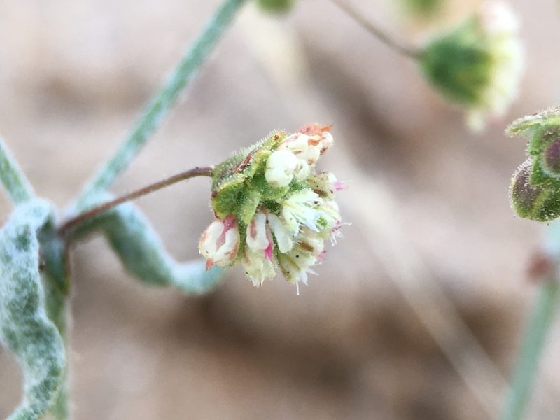 Eriogonum viridescens, photographed by Matt Berger