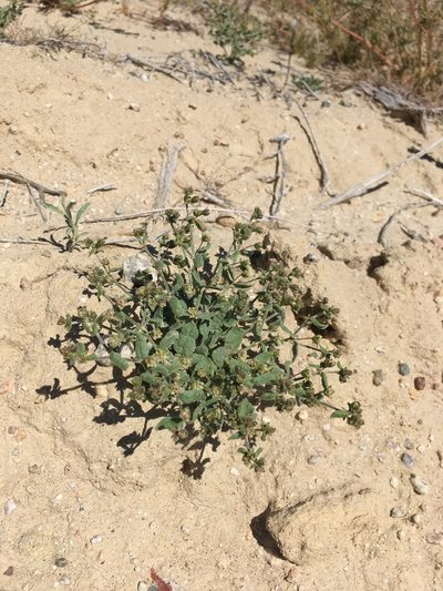 Eriogonum viridescens, photographed by Matt Berger