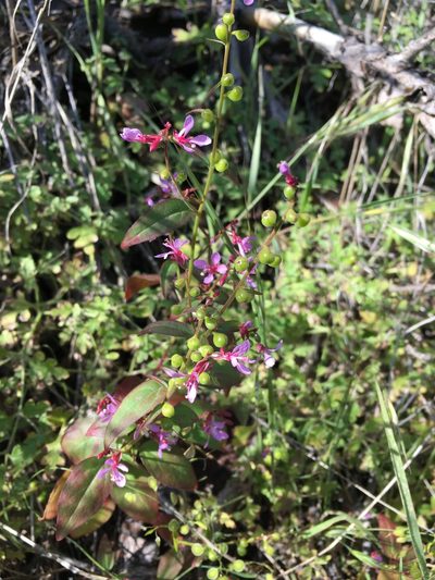 Clarkia heterandra, photographed by Matt Berger
