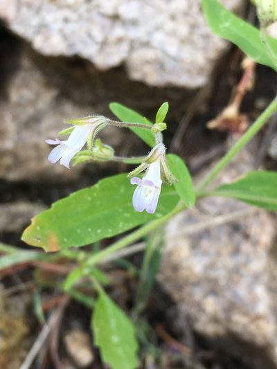 Collinsia childii, photographed by Matt Berger