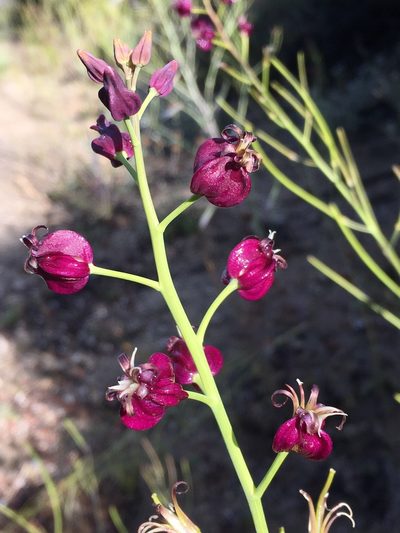 Streptanthus amplexicaulis, photographed by Matt Berger