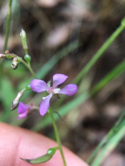 Clarkia heterandra, photographed by Matt Berger