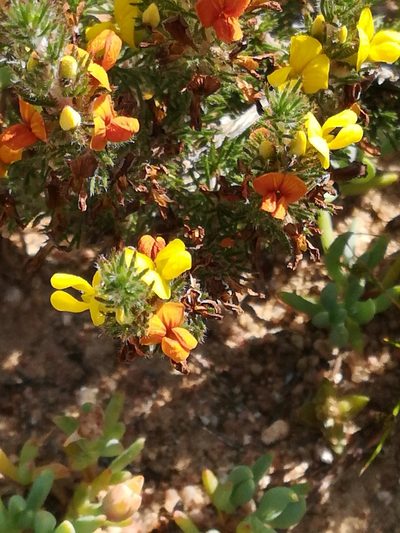 Aspalathus flexuosa, photographed by Noeleen du Toit