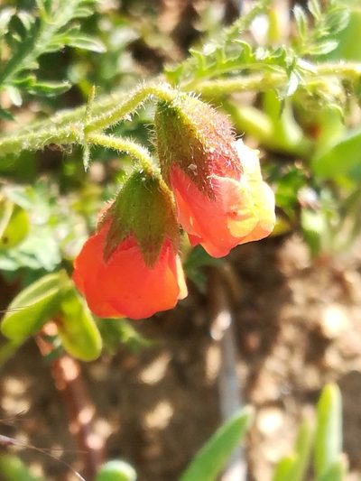 Hermannia diffusa, photographed by Noeleen du Toit