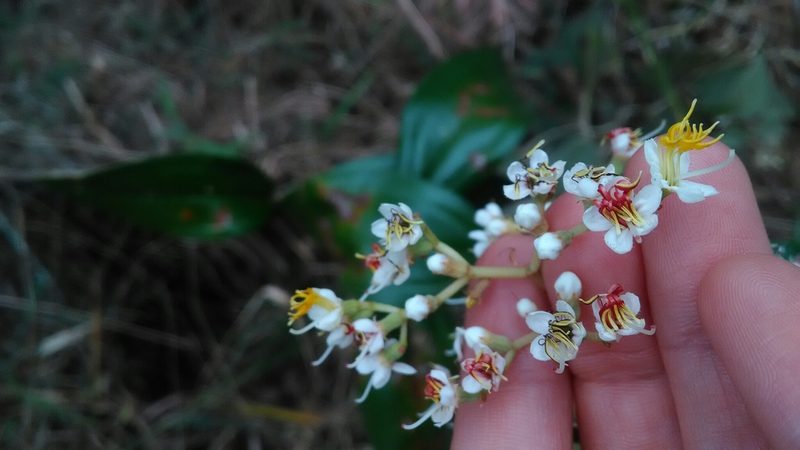 Miconia stenostachya, photographed by Márcia Martins