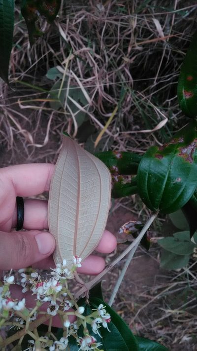 Miconia stenostachya, photographed by Márcia Martins