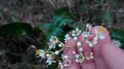 Miconia stenostachya, photographed by Márcia Martins