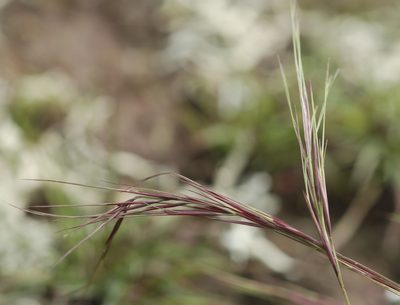 Aristida divaricata, photographed by Carlos Martorell