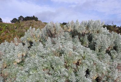 Artemisia arborescens, photographed by Peter de Lange