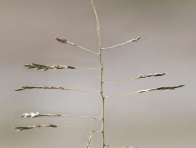 Eragrostis intermedia, photographed by Carlos Martorell