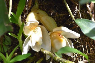 Stanhopea ecornuta, photographed by Norman Salazar Arguedas