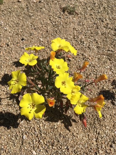 Camissonia kernensis, photographed by Matt Berger