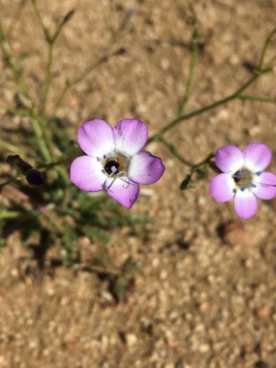 Gilia latiflora, photographed by Matt Berger