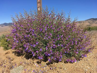 Penstemon incertus, photographed by Matt Berger