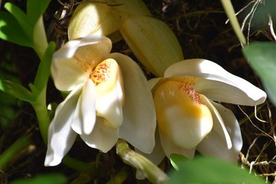 Stanhopea ecornuta, photographed by Norman Salazar Arguedas