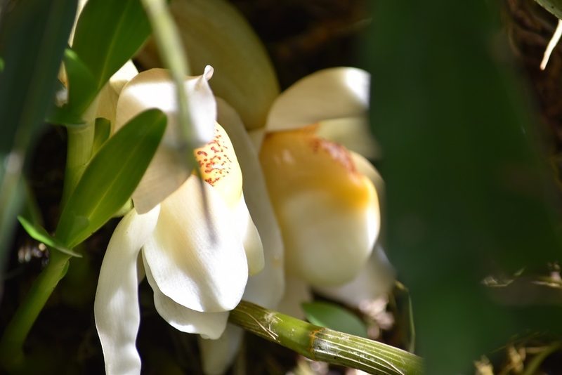 Stanhopea ecornuta, photographed by Norman Salazar Arguedas